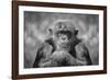Chimp-SD Smart-Framed Photographic Print