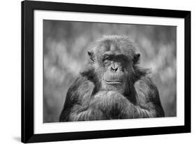 Chimp-SD Smart-Framed Photographic Print