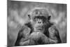 Chimp-SD Smart-Mounted Photographic Print