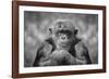 Chimp-SD Smart-Framed Photographic Print