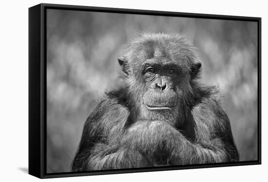 Chimp-SD Smart-Framed Stretched Canvas