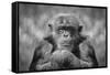 Chimp-SD Smart-Framed Stretched Canvas