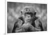 Chimp-SD Smart-Framed Photographic Print