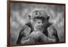 Chimp-SD Smart-Framed Photographic Print