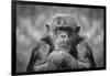 Chimp-SD Smart-Framed Photographic Print