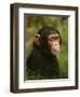 Chimp-David Stribbling-Framed Art Print