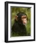 Chimp-David Stribbling-Framed Art Print