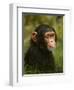 Chimp-David Stribbling-Framed Art Print