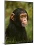 Chimp-David Stribbling-Mounted Art Print