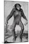 Chimpanzee, 1699-Michael van der Gucht-Mounted Giclee Print