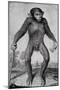Chimpanzee, 1699-Michael van der Gucht-Mounted Giclee Print