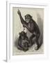 Chimpanzee and Koolokamba, at the Zoological Society's Gardens-null-Framed Giclee Print