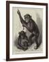 Chimpanzee and Koolokamba, at the Zoological Society's Gardens-null-Framed Giclee Print