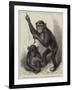 Chimpanzee and Koolokamba, at the Zoological Society's Gardens-null-Framed Giclee Print