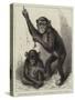 Chimpanzee and Koolokamba, at the Zoological Society's Gardens-null-Stretched Canvas