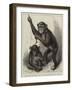 Chimpanzee and Koolokamba, at the Zoological Society's Gardens-null-Framed Giclee Print