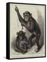 Chimpanzee and Koolokamba, at the Zoological Society's Gardens-null-Framed Stretched Canvas