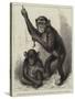 Chimpanzee and Koolokamba, at the Zoological Society's Gardens-null-Stretched Canvas