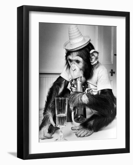 Chimpanzee at Twycross Zoo 1988-Staff-Framed Photographic Print