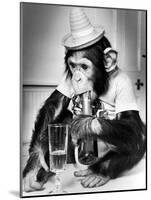 Chimpanzee at Twycross Zoo 1988-Staff-Mounted Photographic Print