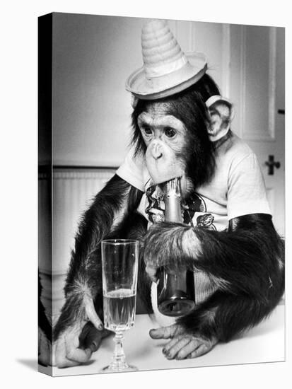 Chimpanzee at Twycross Zoo 1988-Staff-Stretched Canvas