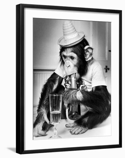 Chimpanzee at Twycross Zoo 1988-Staff-Framed Photographic Print