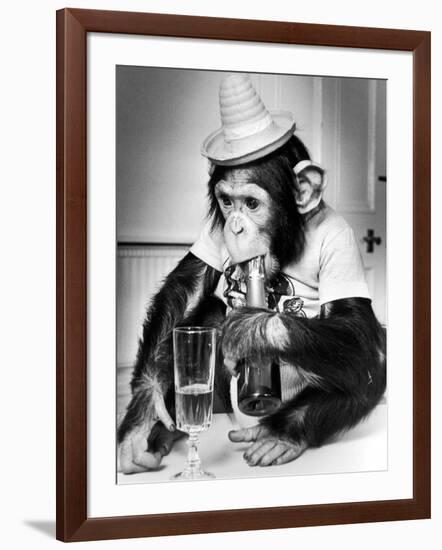 Chimpanzee at Twycross Zoo 1988-Staff-Framed Photographic Print