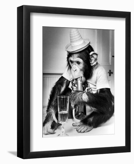 Chimpanzee at Twycross Zoo 1988-Staff-Framed Premium Photographic Print