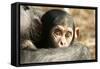 Chimpanzee, Close-Up of Babies Face-null-Framed Stretched Canvas