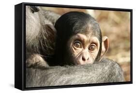 Chimpanzee, Close-Up of Babies Face-null-Framed Stretched Canvas