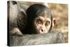 Chimpanzee, Close-Up of Babies Face-null-Stretched Canvas