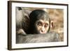 Chimpanzee, Close-Up of Babies Face-null-Framed Photographic Print