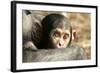 Chimpanzee, Close-Up of Babies Face-null-Framed Photographic Print