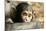 Chimpanzee, Close-Up of Babies Face-null-Mounted Photographic Print