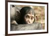 Chimpanzee, Close-Up of Babies Face-null-Framed Photographic Print