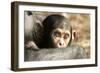 Chimpanzee, Close-Up of Babies Face-null-Framed Photographic Print