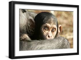 Chimpanzee, Close-Up of Babies Face-null-Framed Photographic Print