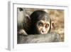 Chimpanzee, Close-Up of Babies Face-null-Framed Photographic Print