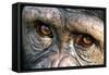 Chimpanzee, Close-Up of Eyes-null-Framed Stretched Canvas