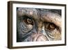 Chimpanzee, Close-Up of Eyes-null-Framed Photographic Print