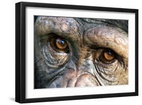 Chimpanzee, Close-Up of Eyes-null-Framed Photographic Print