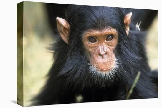 Chimpanzee, Close-Up of Face-null-Stretched Canvas