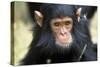 Chimpanzee, Close-Up of Face-null-Stretched Canvas