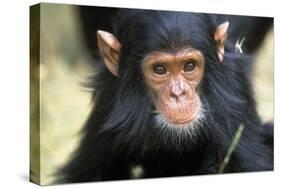 Chimpanzee, Close-Up of Face-null-Stretched Canvas