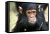 Chimpanzee, Close-Up of Face-null-Framed Stretched Canvas