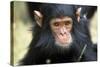 Chimpanzee, Close-Up of Face-null-Stretched Canvas