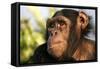 Chimpanzee, Close-Up of Face-null-Framed Stretched Canvas