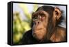 Chimpanzee, Close-Up of Face-null-Framed Stretched Canvas