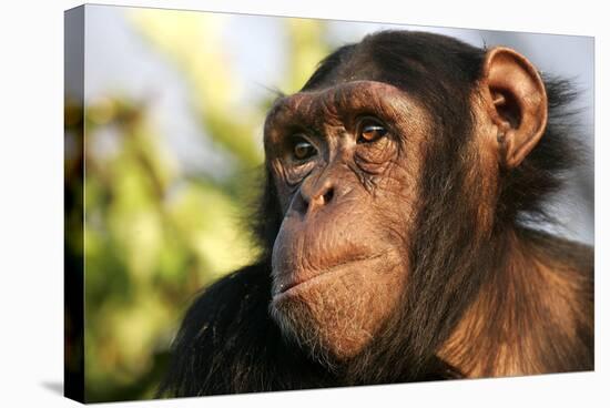 Chimpanzee, Close-Up of Face-null-Stretched Canvas