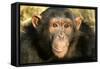 Chimpanzee, Close-Up of Face-null-Framed Stretched Canvas